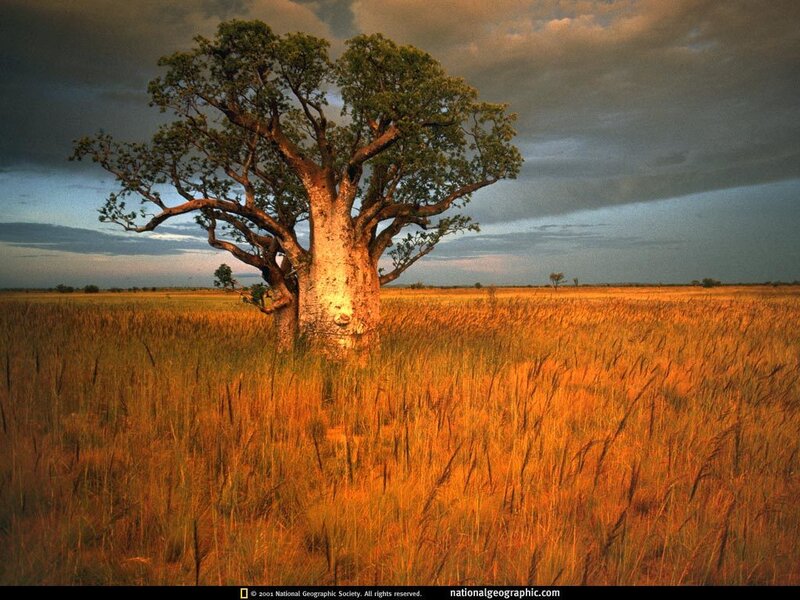 Baobab Tree in Savanna — Orange