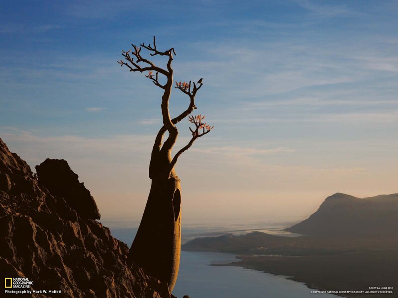 Baobab Tree on Cliff