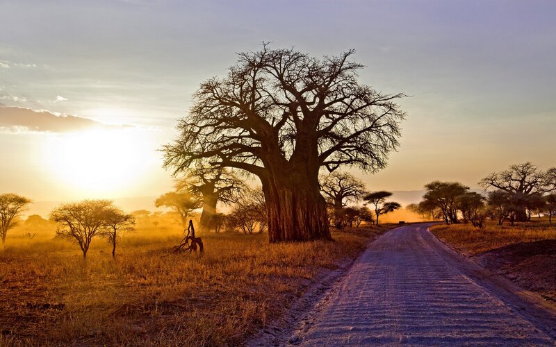 Baobab Tree on Dirt Road