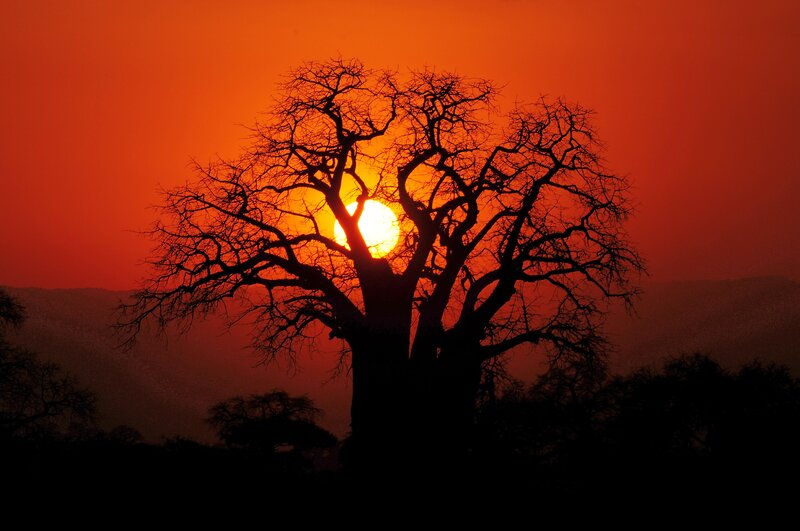 Baobab Tree Silhouette — Orange, Dramatic