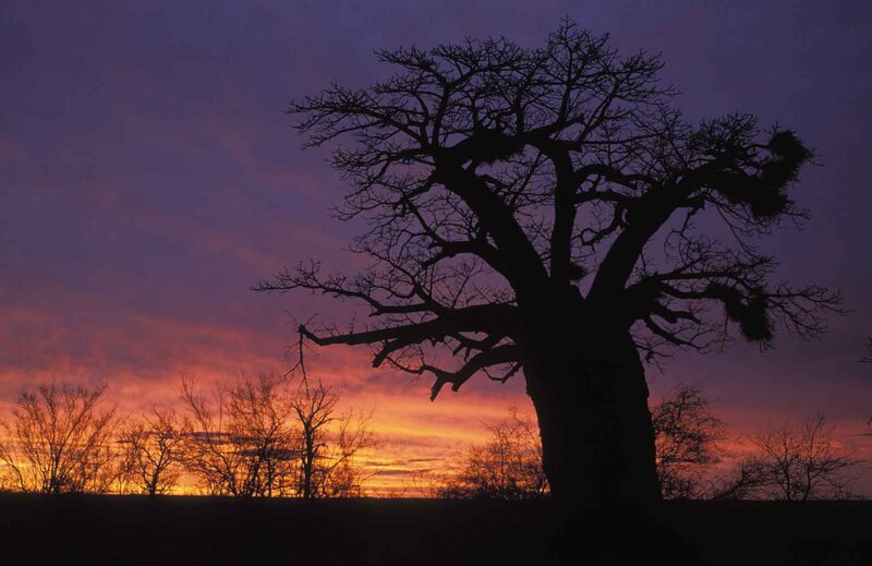 Baobab Tree Silhouette — Purple