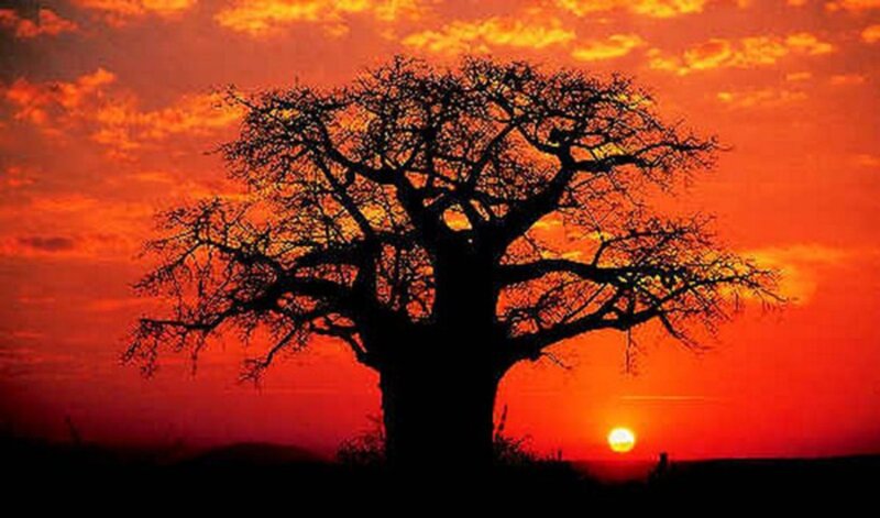 Baobab Tree Silhouette — Red