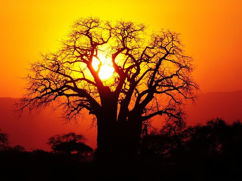 Baobab Tree Silhouette