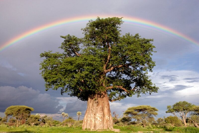 Baobab tree with rainbow