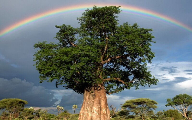 Baobab Tree with Rainbow — Green, Dramatic, Afternoon, Photograph, Clouds