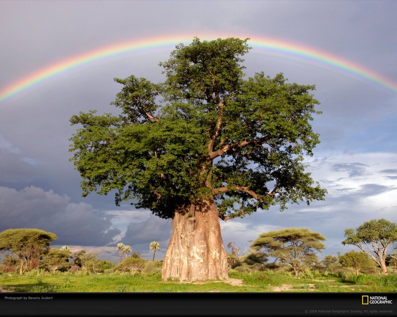 Baobab Tree with Rainbow — Green, Dramatic, Afternoon, Photograph