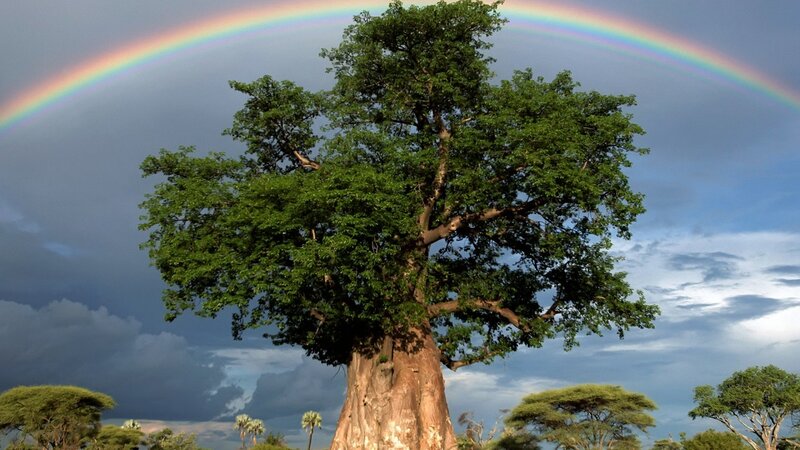 Baobab Tree with Rainbow — Green, Dramatic, Afternoon