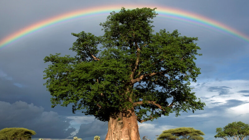 Baobab Tree with Rainbow — Green