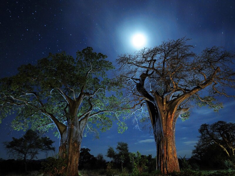 Baobab Trees at Night