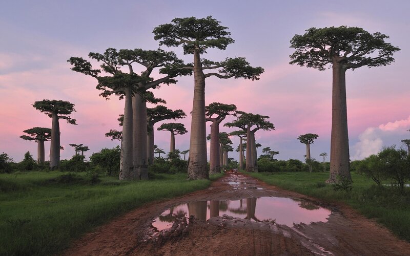 Baobab trees at sunset