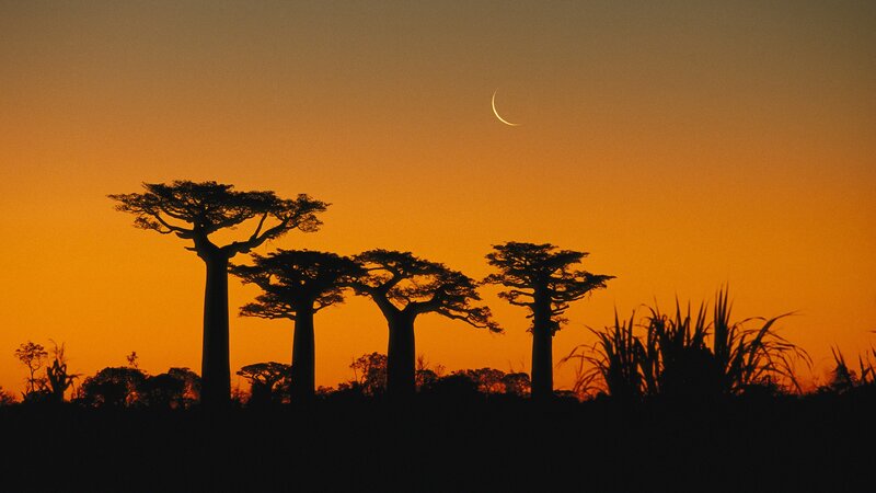 Baobab trees at sunset
