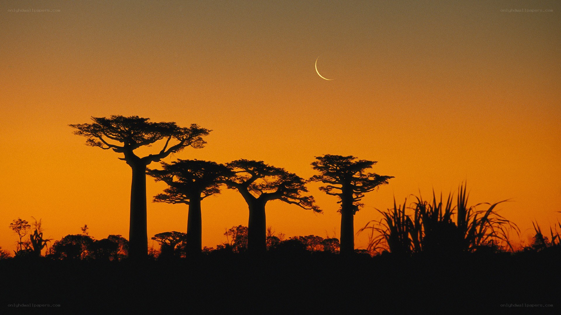 Baobab trees at sunset