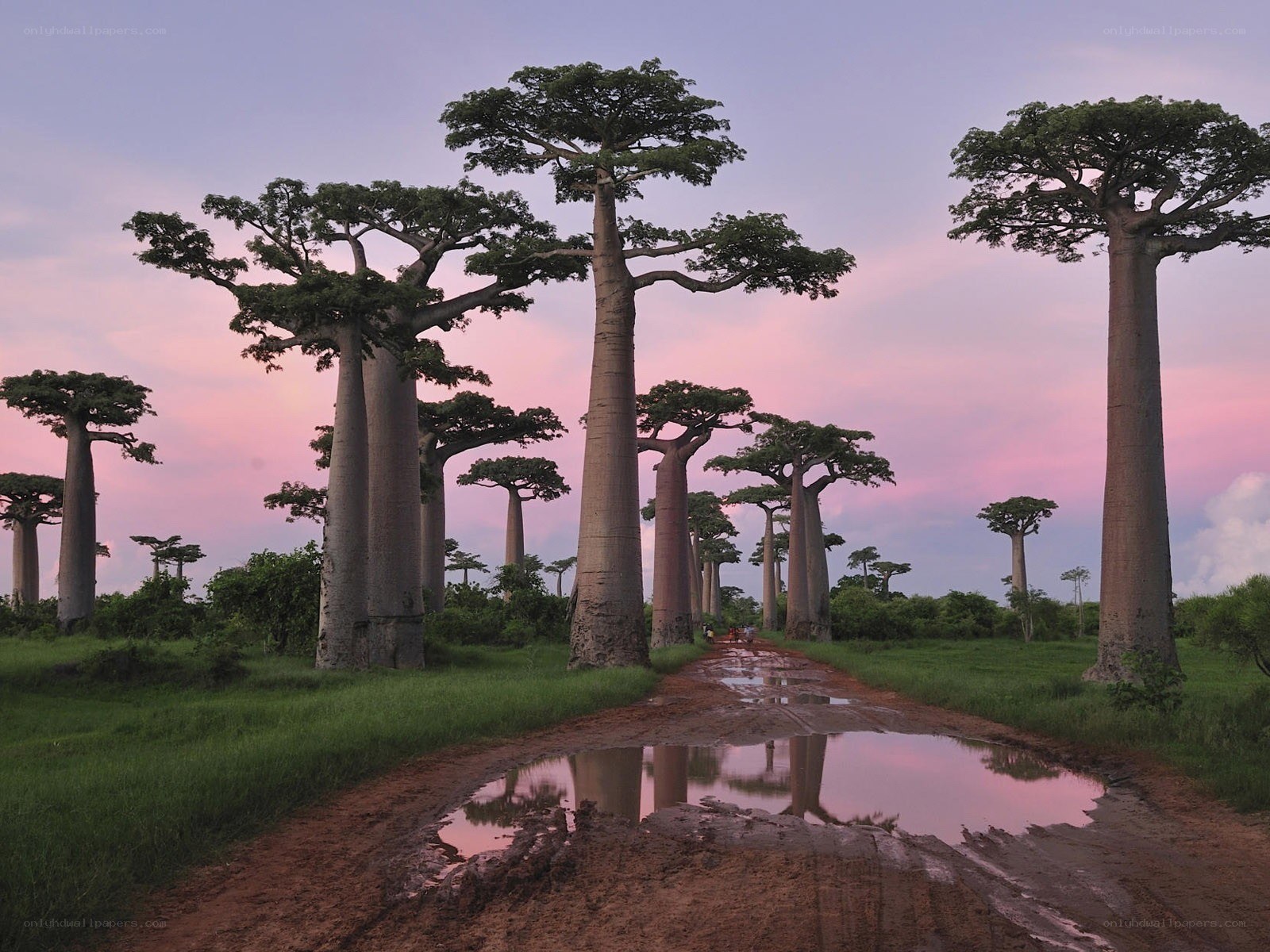 Baobab trees at sunset