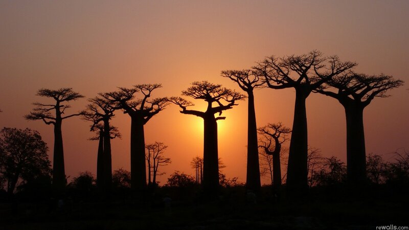 Baobab trees at sunset
