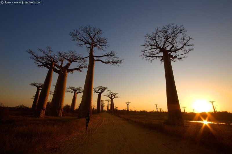 Baobab trees at sunset