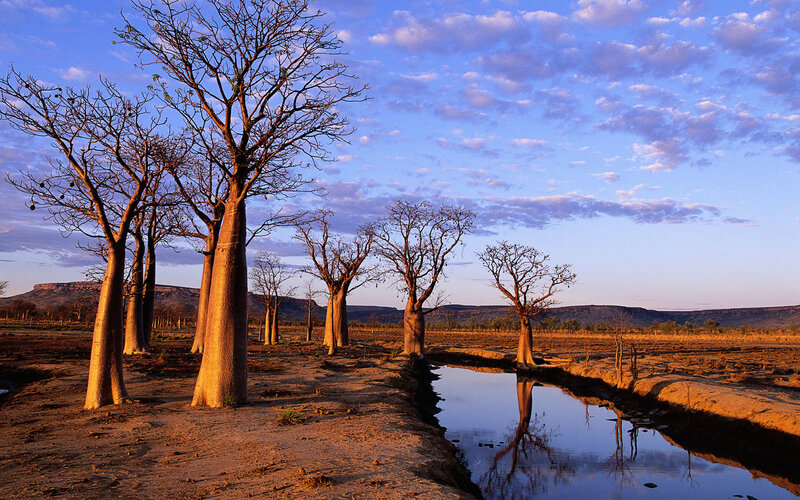 Baobab trees at sunset