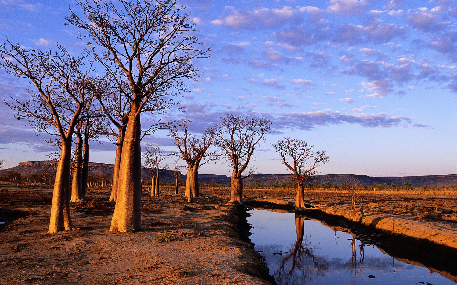 Baobab trees at sunset
