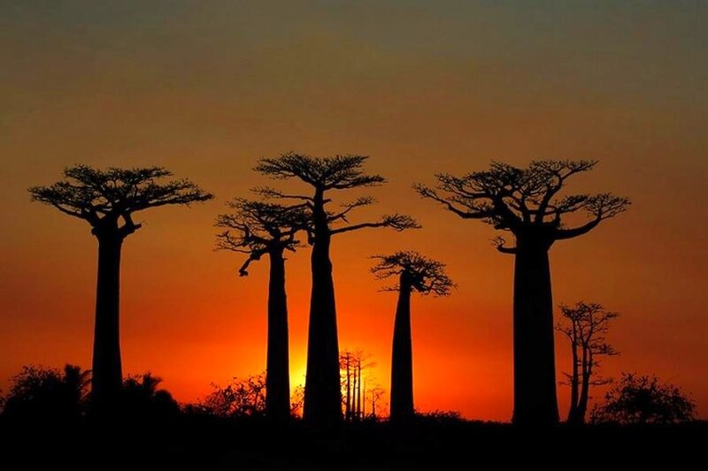 Baobab trees at sunset