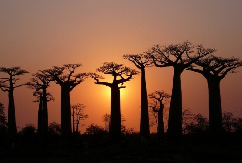 Baobab trees at sunset