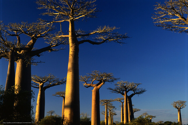 Baobab trees at sunset