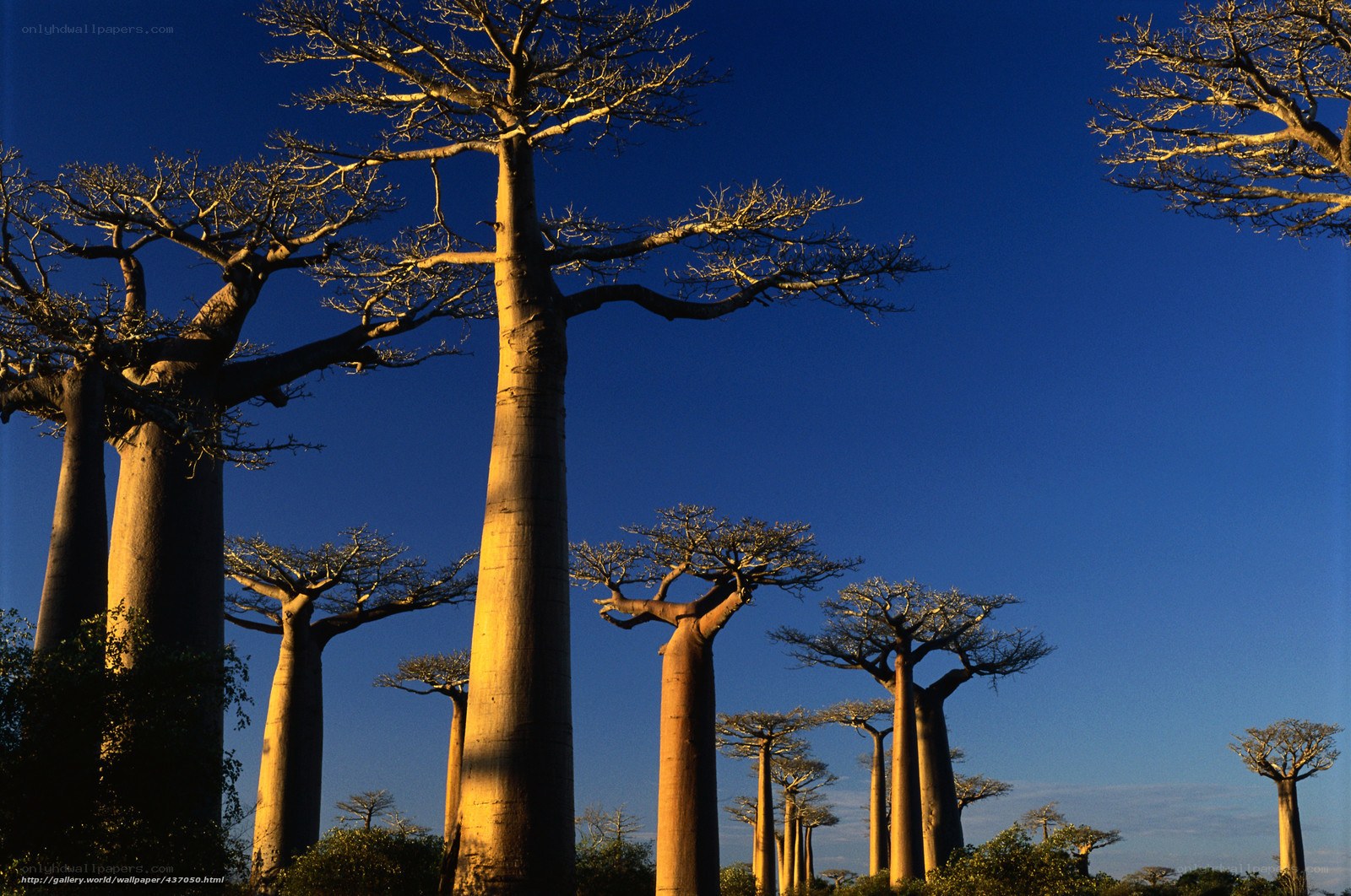 Baobab trees at sunset