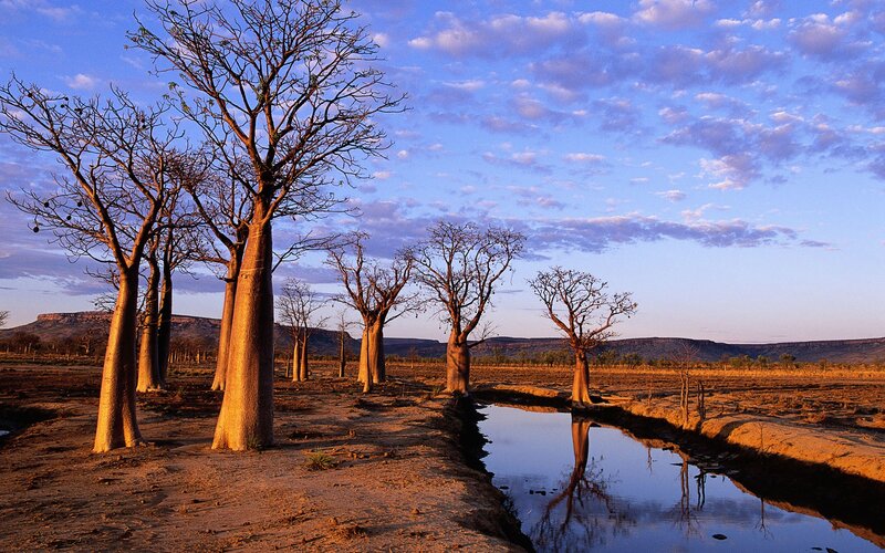 Baobab trees at sunset