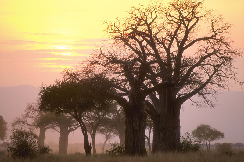 Baobab trees at sunset