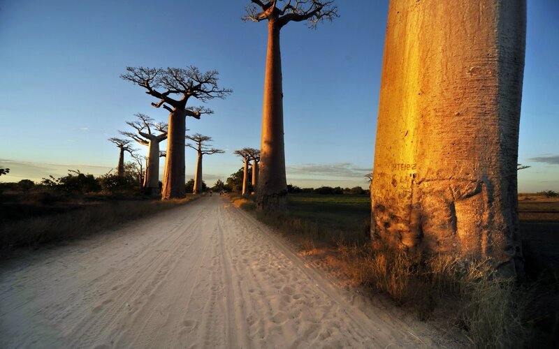Baobab trees at sunset