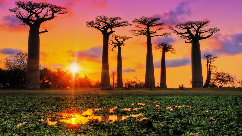 Baobab Trees at Sunset — Orange, Dramatic, Photograph