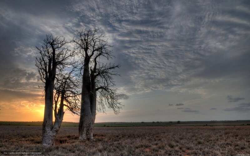 Baobab Trees at Sunset — Orange, Dramatic