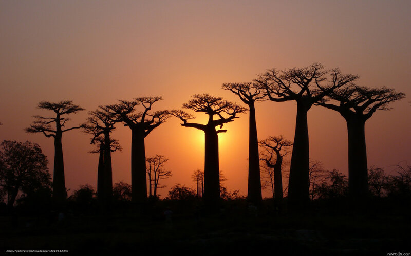 Baobab Trees at Sunset — Orange, Serene, Photograph, Sun