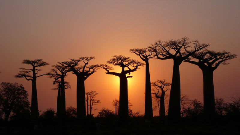 Baobab Trees at Sunset — Orange, Serene, Photograph