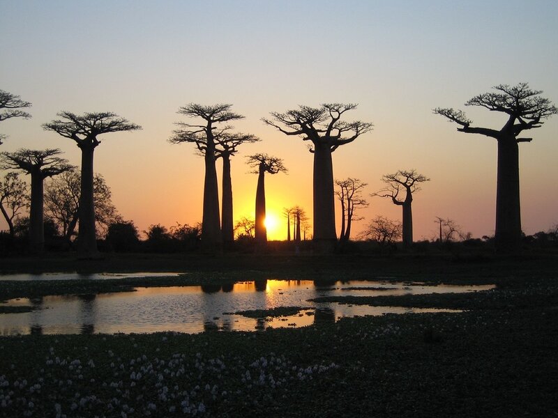 Baobab Trees at Sunset — Orange, Serene