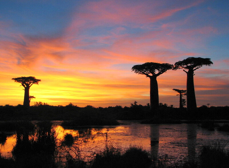Baobab Trees at Sunset — Orange