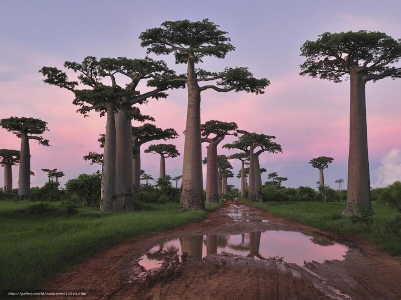 Baobab trees at sunset