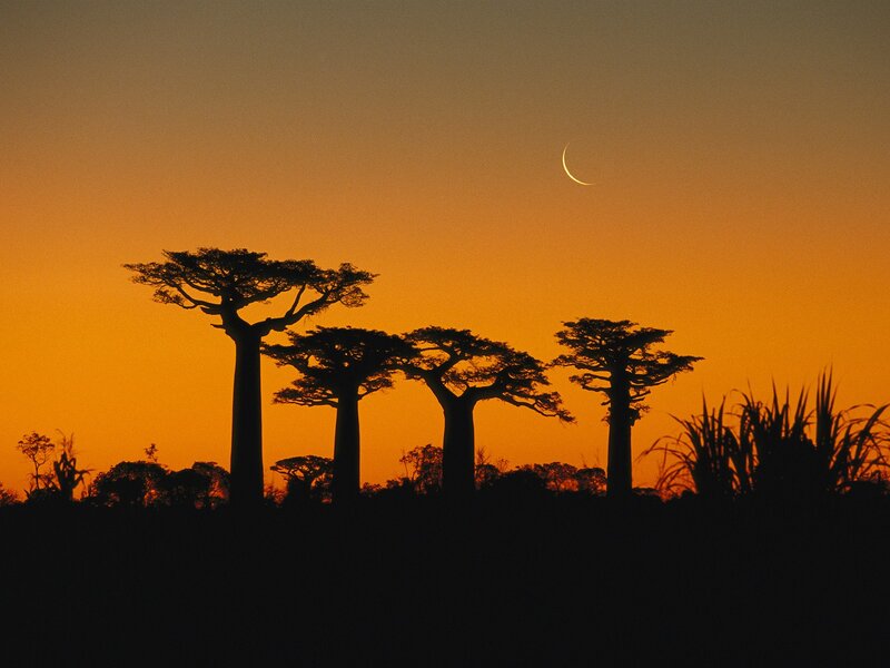 Baobab trees at sunset with crescent moon