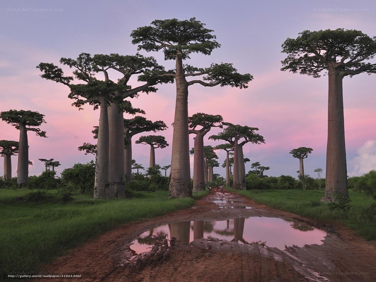 Baobab trees at sunset