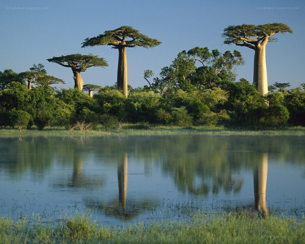 Baobab trees by a lake