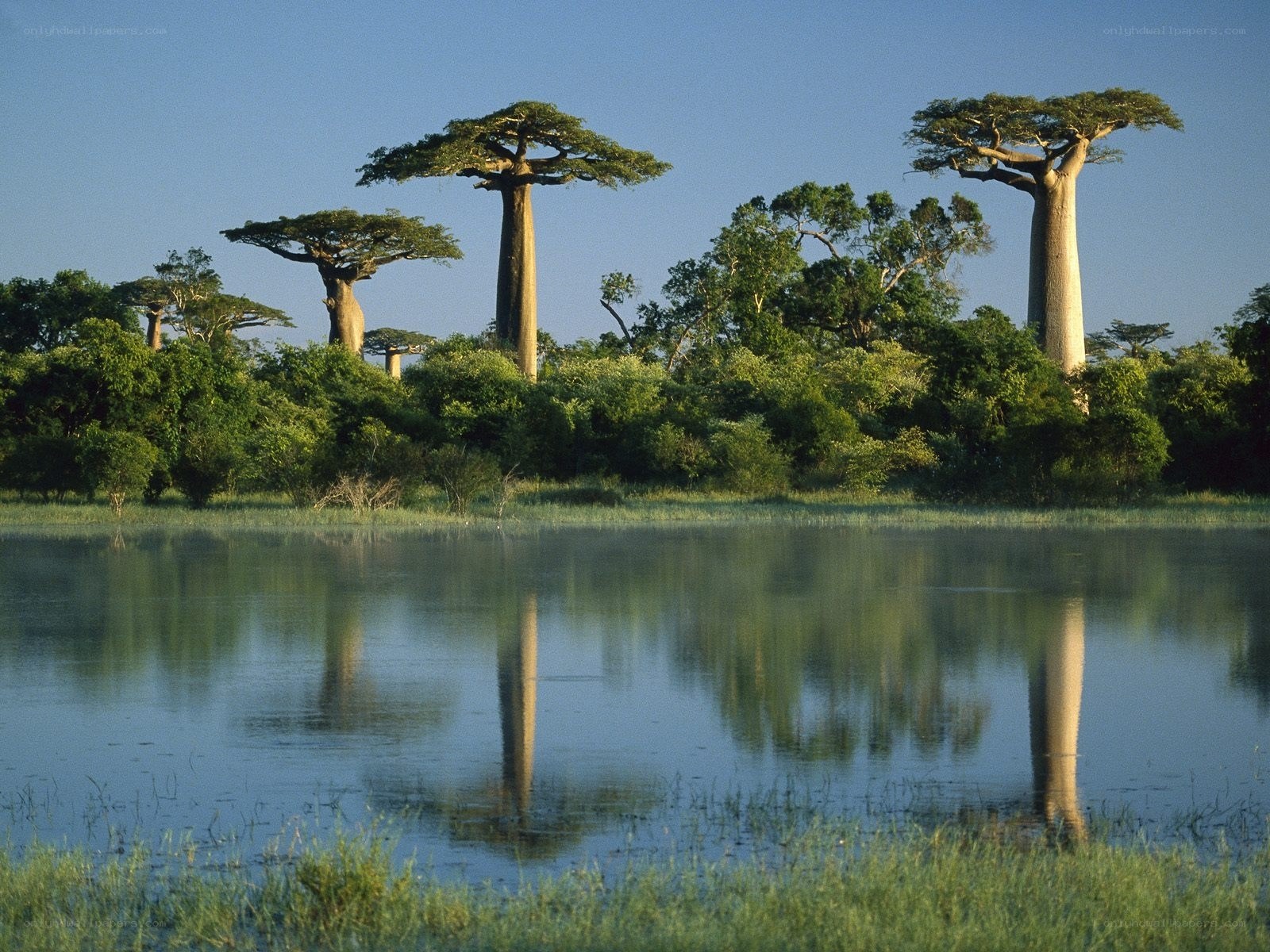 Baobab trees by a lake