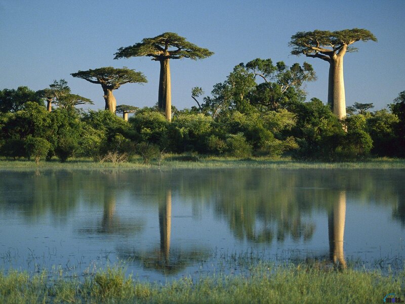 Baobab Trees by Water — Green