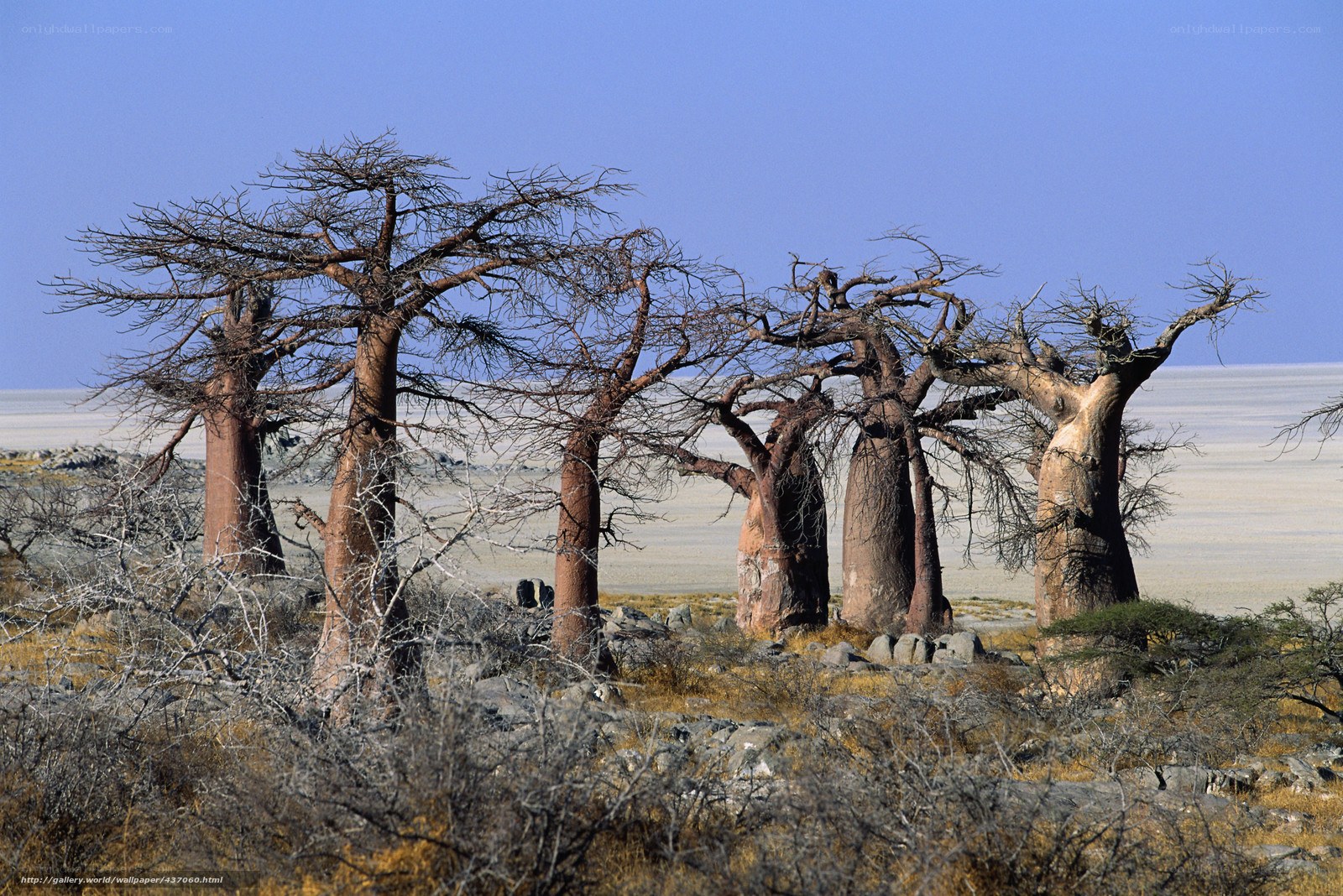 Baobab trees in a dry landscape