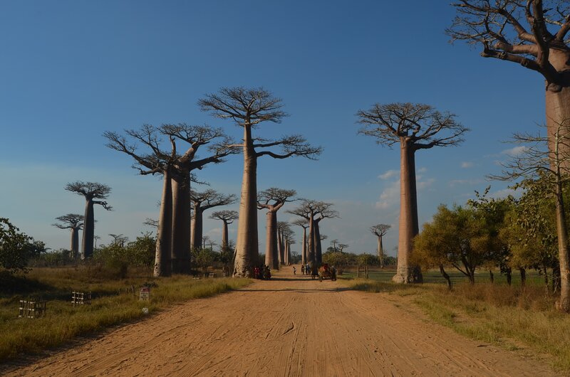 Baobab Trees in a Row — Blue
