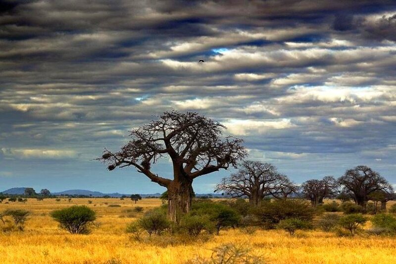 Baobab trees in African savanna