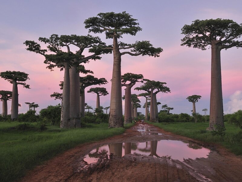 Baobab Trees in Field — Pink, Serene, Sunset, Photograph, Dirt Road