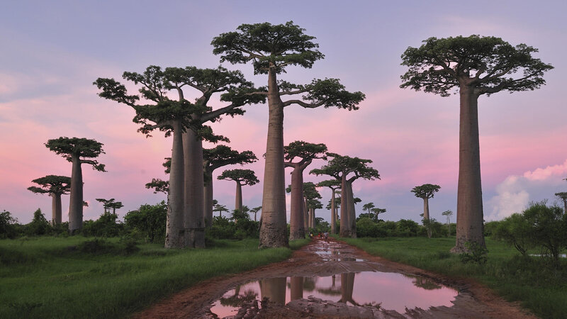 Baobab Trees in Field — Pink, Serene, Sunset, Photograph, Path