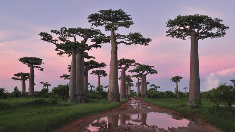 Baobab Trees in Field — Pink, Serene, Sunset