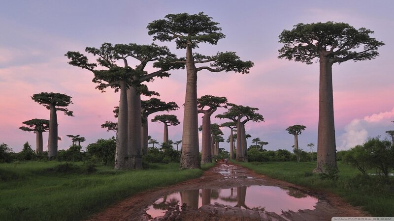 Baobab Trees in Field — Pink, Serene