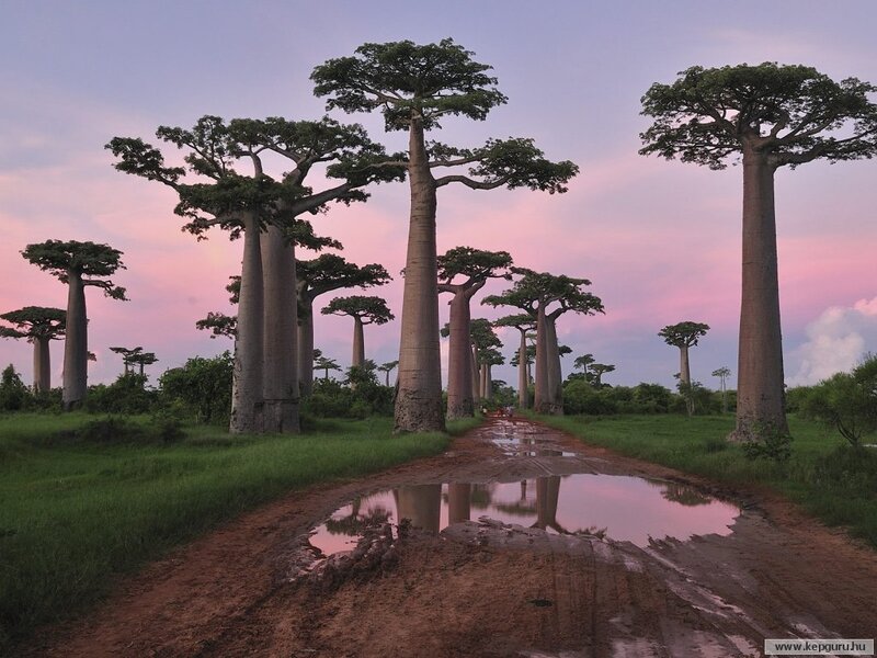 Baobab Trees in Field — Pink