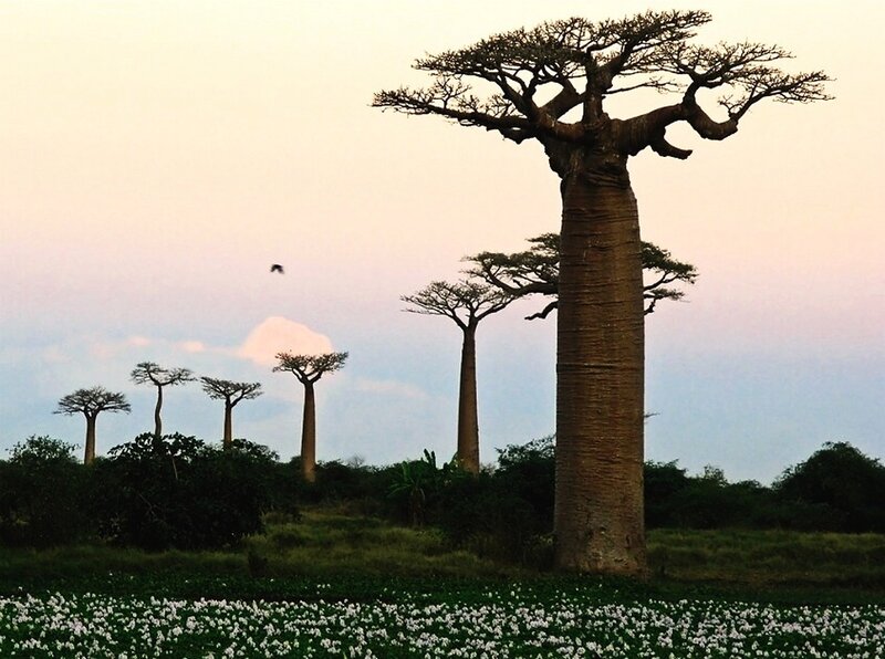 Baobab Trees in Field