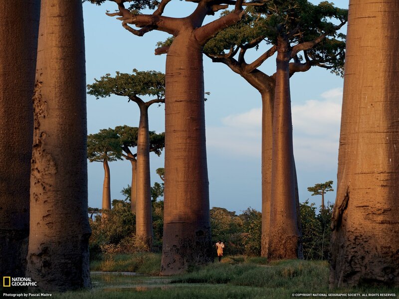 Baobab Trees in Forest